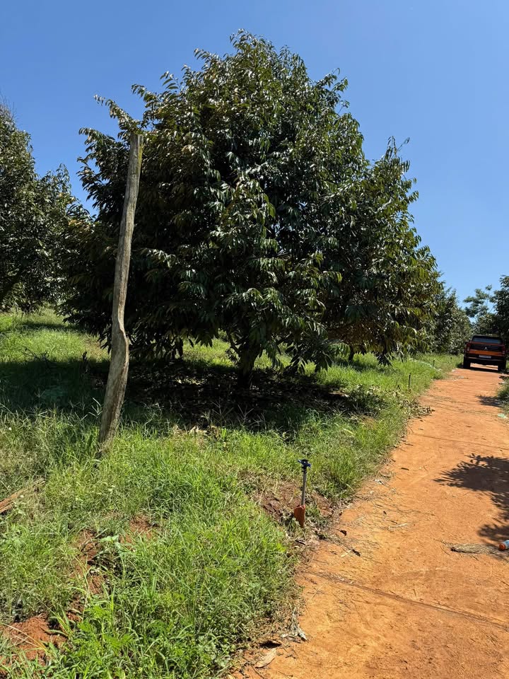 Bán Farm Sầu Riêng Buôn Hồ 2.1ha Giá 11 Tỷ - Thu Hoạch Mạnh, Nghỉ Dưỡng Lý Tưởng!