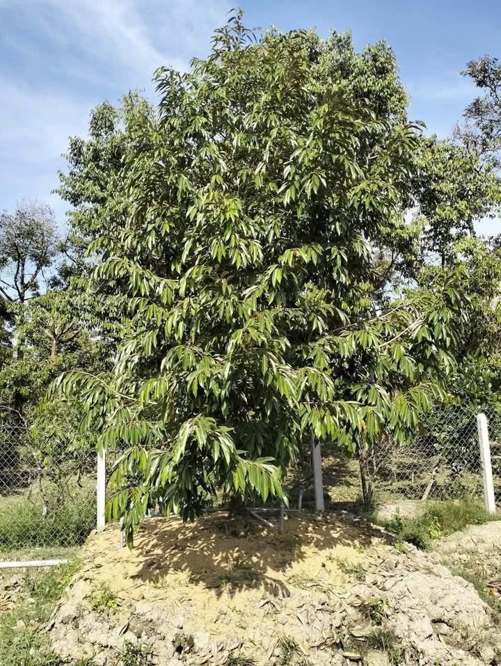 Bán vườn sầu riêng 3500m² tại Tam Bình, Cai Lậy - Đầu tư dài hạn