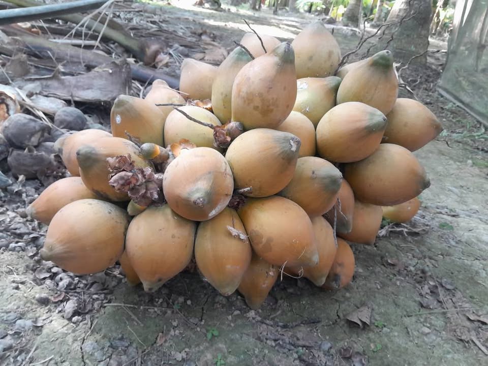 Bán đất 1296m² Châu Thành Trà Vinh 1.6 tỷ - Vị trí đắc địa 2 mặt tiền!