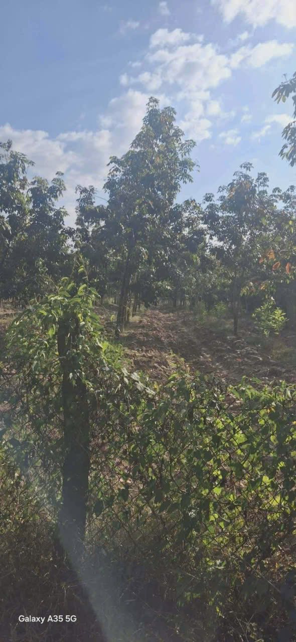 Đất Vườn Lộc Hưng, Bình Phước - 2.5ha Sổ Sẵn - Giá 5.1 Tỷ