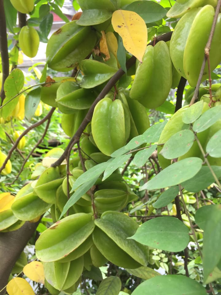 Cho thuê nhà mặt tiền EC, Hạ Long - 88m², 3 tầng, view biển