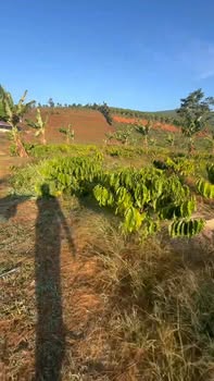 Bán Đất Vườn Lộc Đức Bảo Lâm 9500m² - Mặt Suối - Nghỉ Dưỡng Lý Tưởng