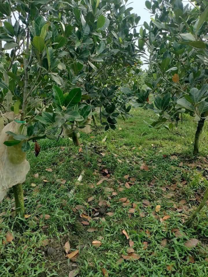 Đất Vườn Xã Mỹ Lợi B, Cái Bè 2000m² - Sổ Đỏ Chính Chủ Giá Tốt