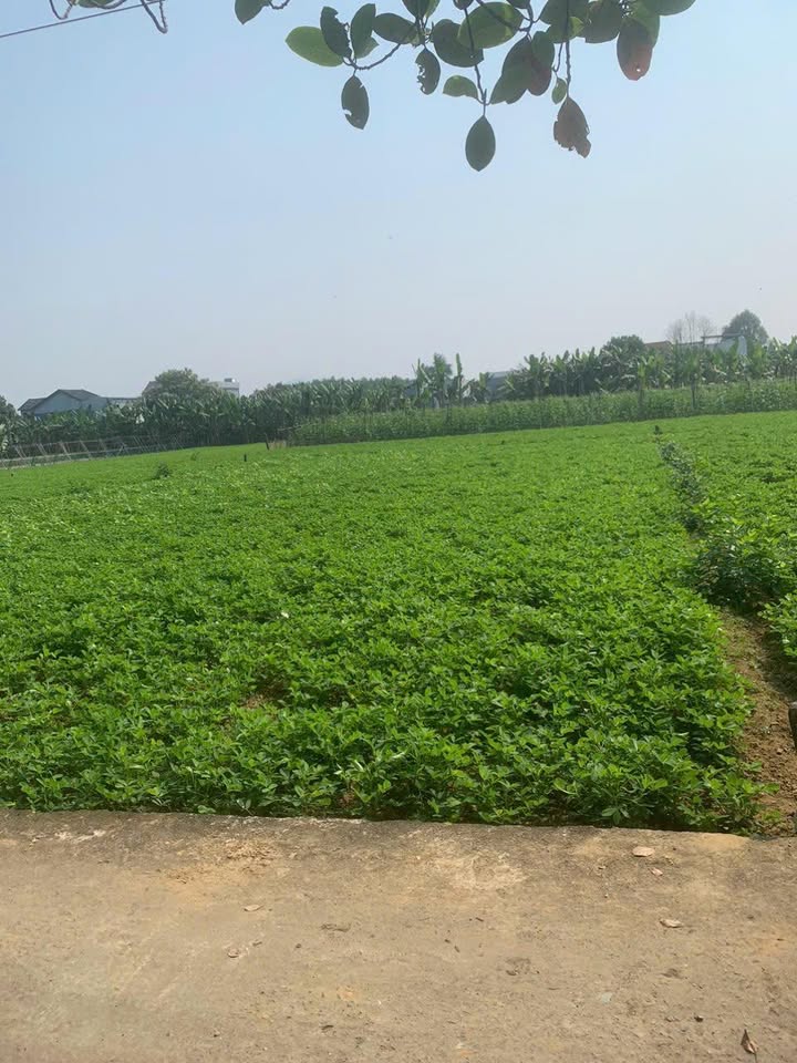 Đất nền Hòa Nhơn 550m² Đà Nẵng - Tiềm năng tăng giá vượt trội!