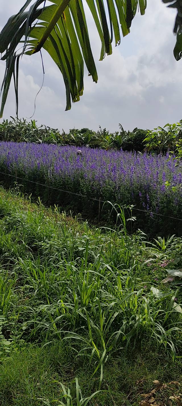 Đất Vườn Hưng Yên 9000m² - Giá Đầu Tư Tốt, Sổ Đỏ Sẵn!