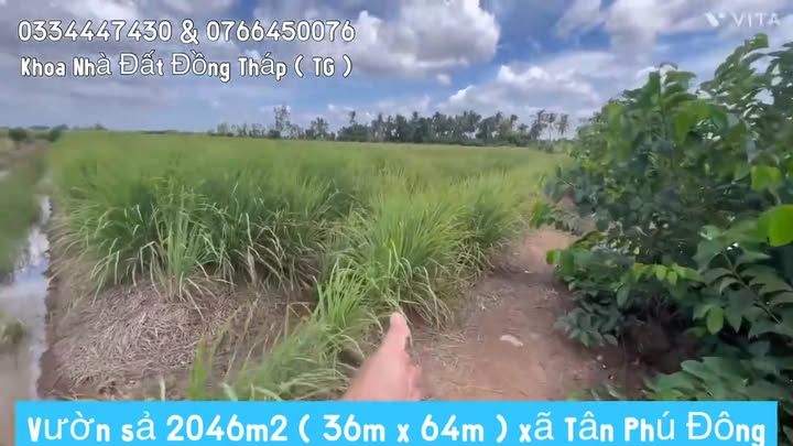 Bán Gấp Vườn Tân Phú Đông 2046m² - Sổ Hồng Riêng, Giá Đầu Tư 512 Triệu