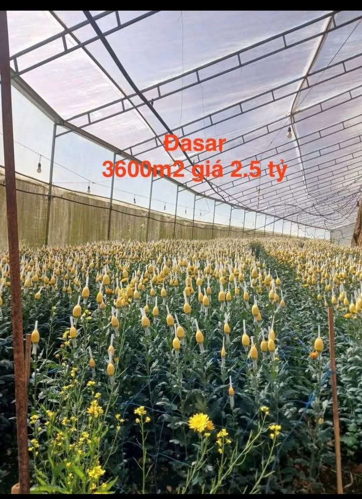 Đất Vườn Đạ Nhim, Lạc Dương 3600m² - Giá đầu tư tốt!