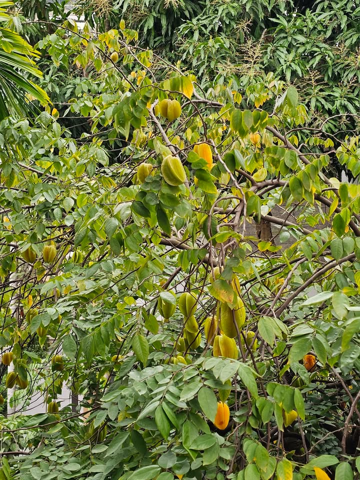 Bán Đất Giãn Dân Bò Sơn 2, TP Bắc Ninh - 73m² Hướng Tây Nam, Giá 9 Tỷ