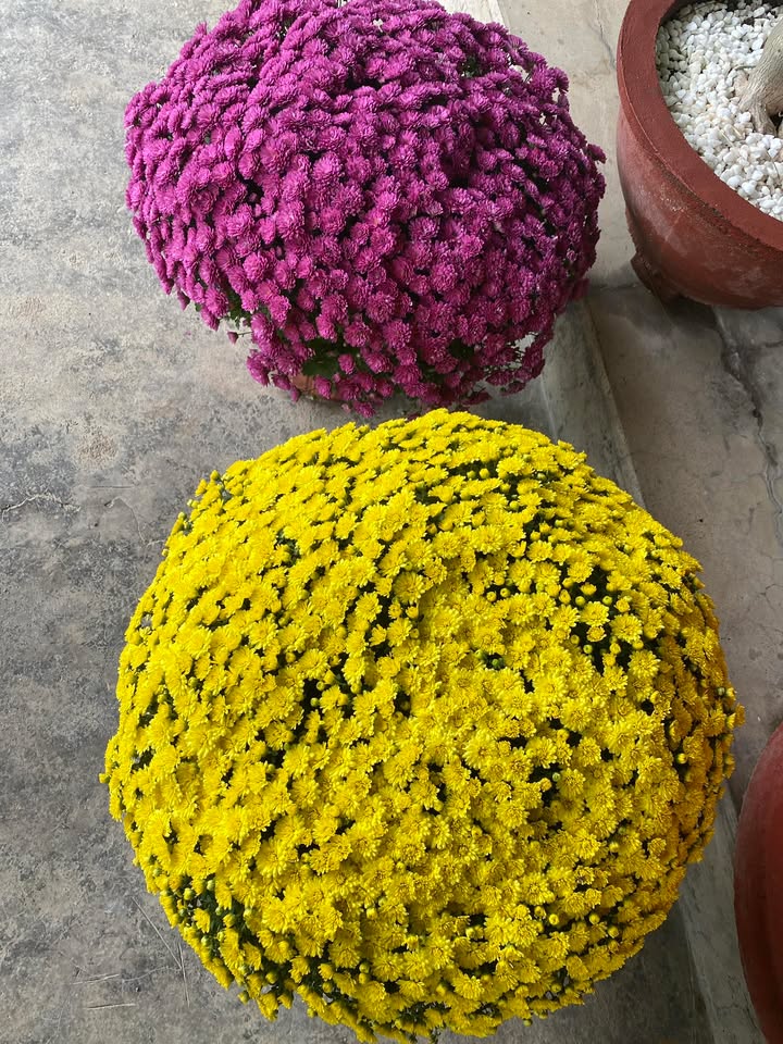 Đất nền Ninh Hiệp Ninh Hòa 127m² chỉ 3xx triệu - Sổ đỏ chính chủ