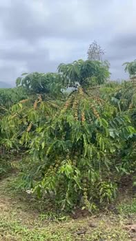 Đất nền Liên Đầm, Di Linh 17303m² - Tiềm năng tăng giá vượt trội!