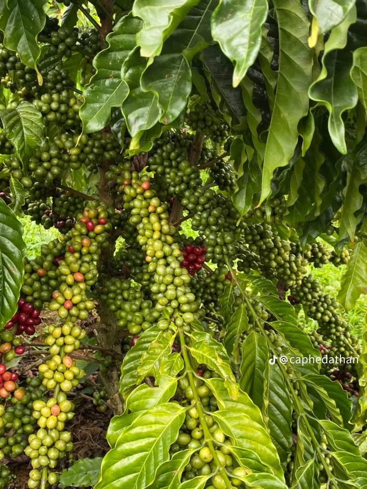 Bán đất rẫy Chư Prông Gia Lai 1-300ha - Sổ đỏ chính chủ giá tốt