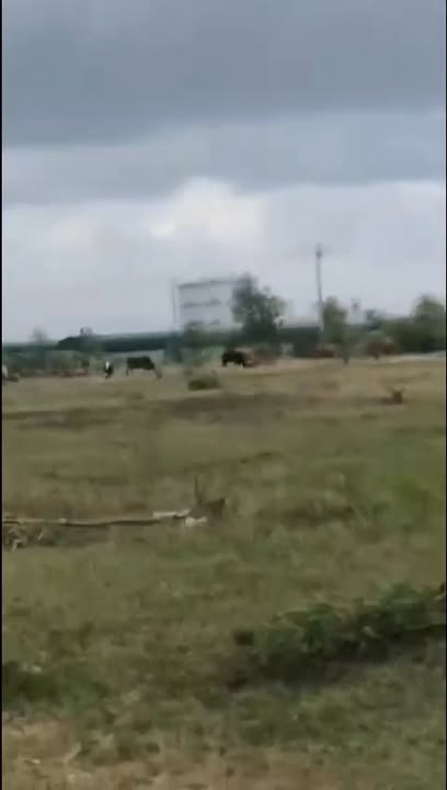 Bán Gấp 1.2ha Rừng Sản Xuất Gần KCN Nhơn Hòa - Giá 159 Triệu