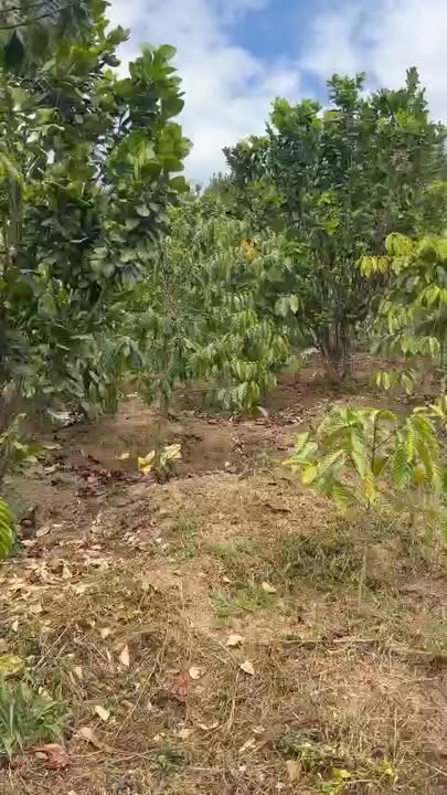 Đất Vườn Phi Liêng, Đam Rông 20000m² - Không gian Sinh thái xanh!