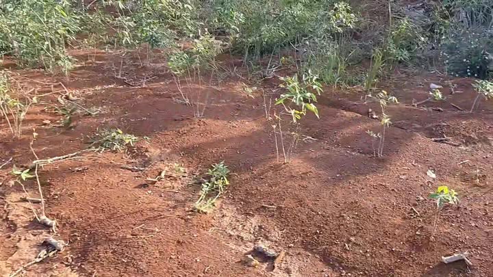 Đất nền Gia Lai 9000m² 3.5 tỷ - Tiềm năng tăng giá vượt trội!