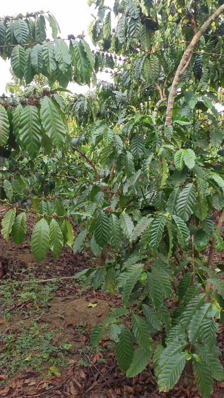 Đất vườn Lộc Nga Bảo Lộc 1.2ha giá 3.7 tỷ - Nghỉ dưỡng lý tưởng!