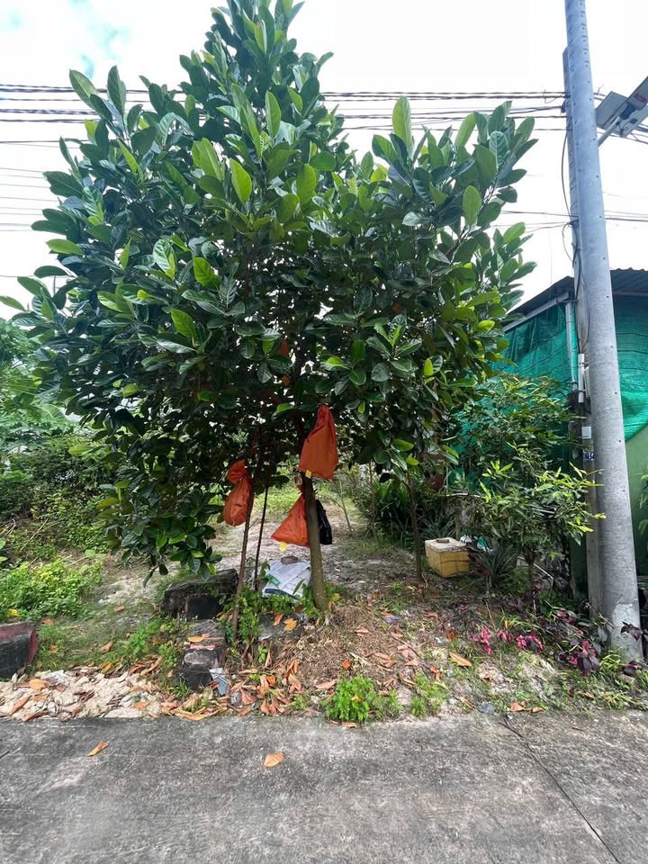 Đất nền Mỹ Xuân Phú Mỹ 120m² 980 triệu - Sổ hồng sẵn, giá tốt hiếm có!