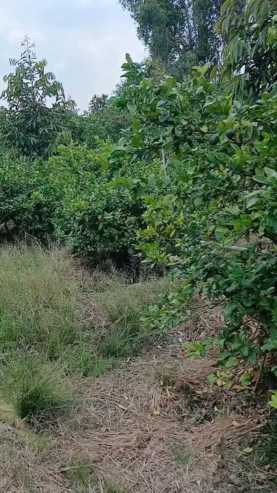 Bán Đất Vườn Tiền Giang 3000m² - Mặt Tiền Đường Lớn, Sẵn Sổ