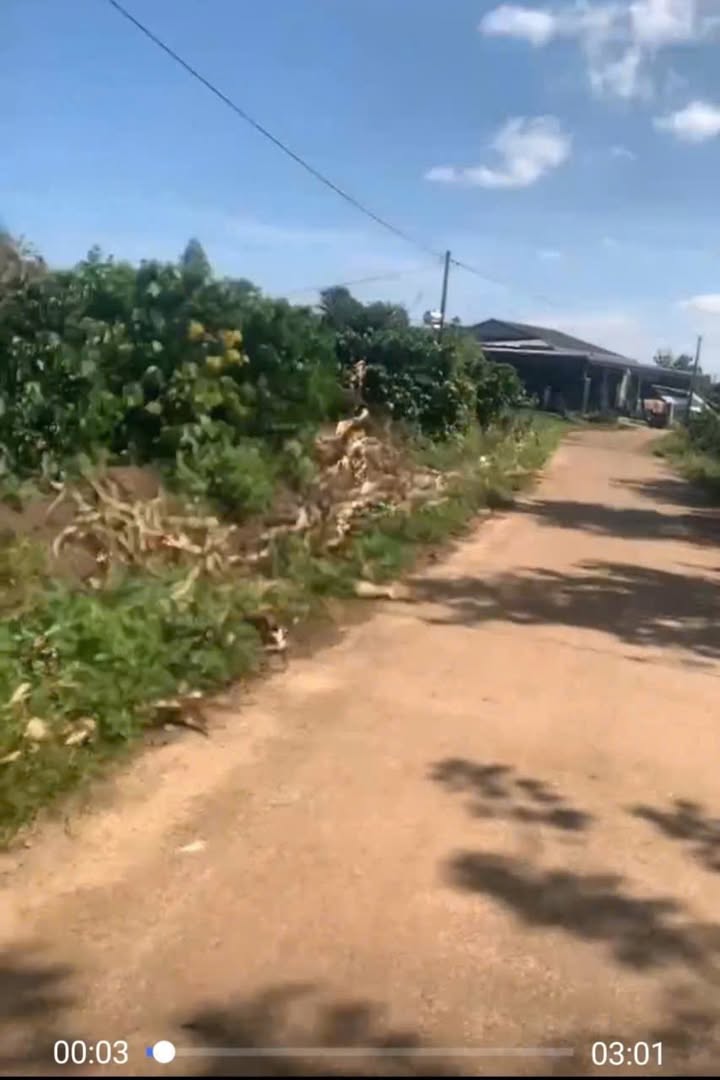 Bán Gấp Đất Vườn 12.000m² Thị trấn Ea Pốk, Đắk Lắk - Giá Đầu Tư 1.8 Tỷ