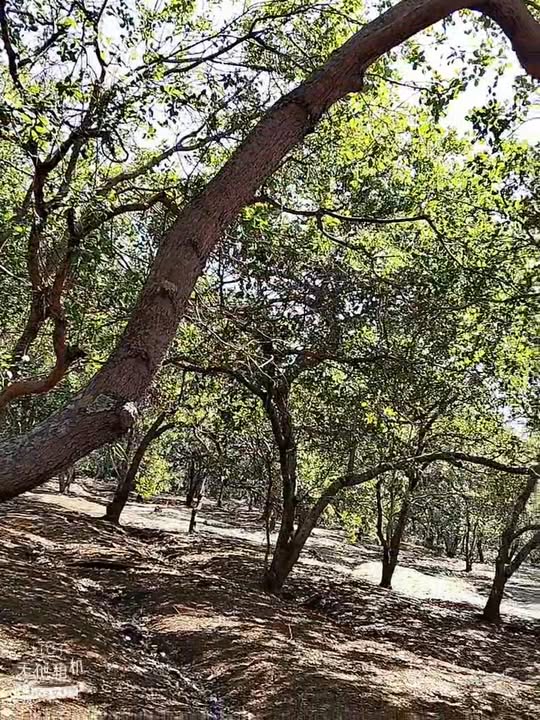 Bán Gấp 11ha Đất Đỏ Bù Đăng - Mặt Tiền Đường Nhựa 100m - Giá 14.5 Tỷ