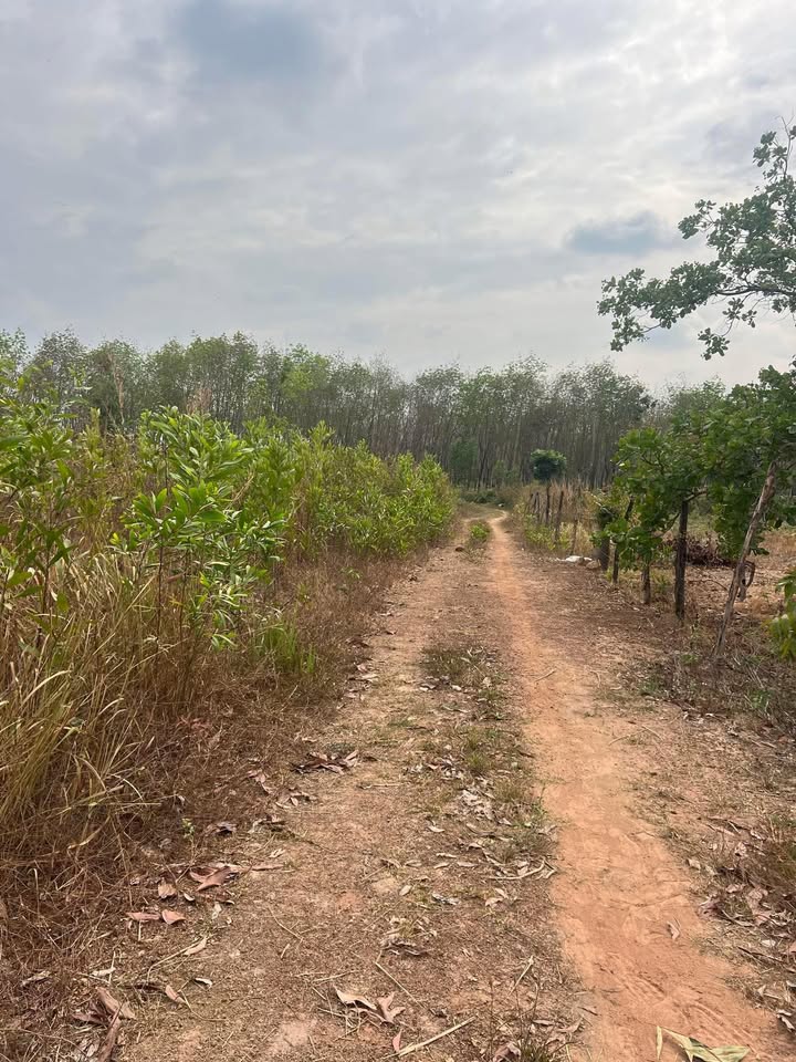 Đất nền Lộc Thạnh, Lộc Ninh 5000m² - Sổ đỏ chính chủ, xây dựng tự do!