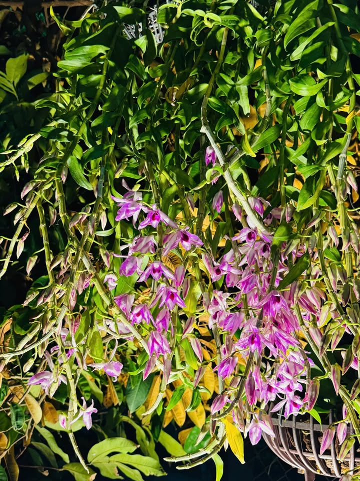 Nhà Mặt Tiền Võ Văn Kiệt, Cần Thơ 5.5 Tỷ - Vị Trí Vàng, Kinh Doanh Đỉnh!