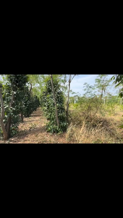 Bán Đất 3.7ha Gia Lai - Sổ Đỏ Sẵn Sàng, Giá 2 Tỷ