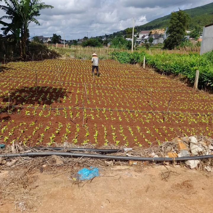 Đất nền Hiệp Thạnh, Đức Trọng 276m² - Tiềm năng tăng giá vượt trội!