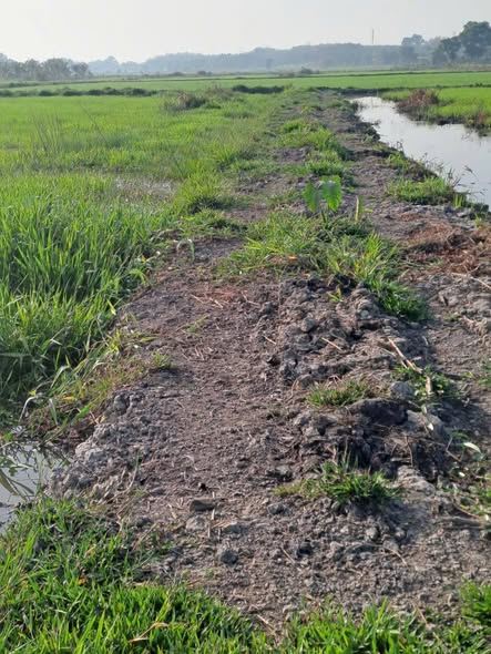 Đất Vườn Củ Chi 2076m² - Sổ Hồng Sẵn Sàng - Đầu Tư Sinh Lời