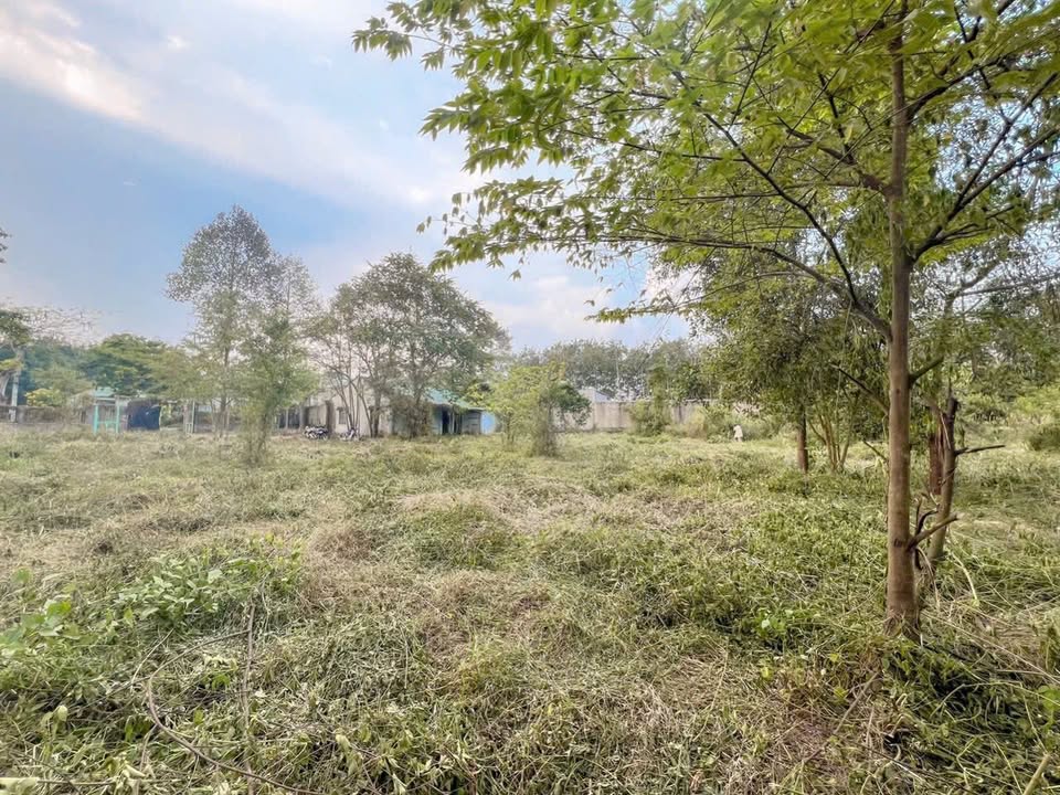 Bán đất Nhuận Đức Củ Chi 8300m² - Đường to ô tô - Giá cực tốt!