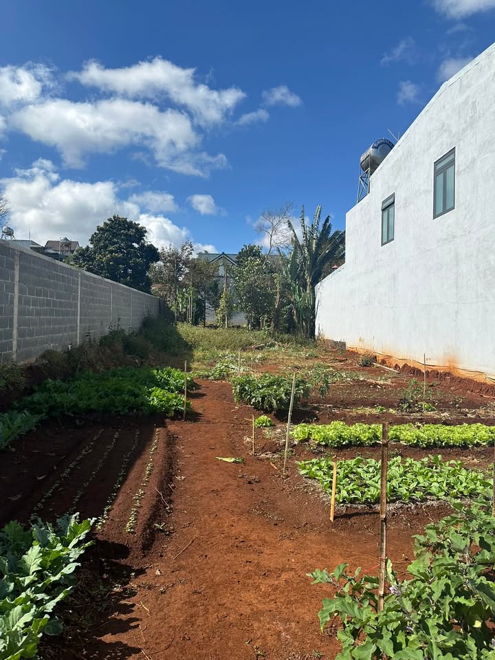 Đất nền Cư Suê 150m² - Sổ Thổ Cư, Cách ĐH Y Dược 3km