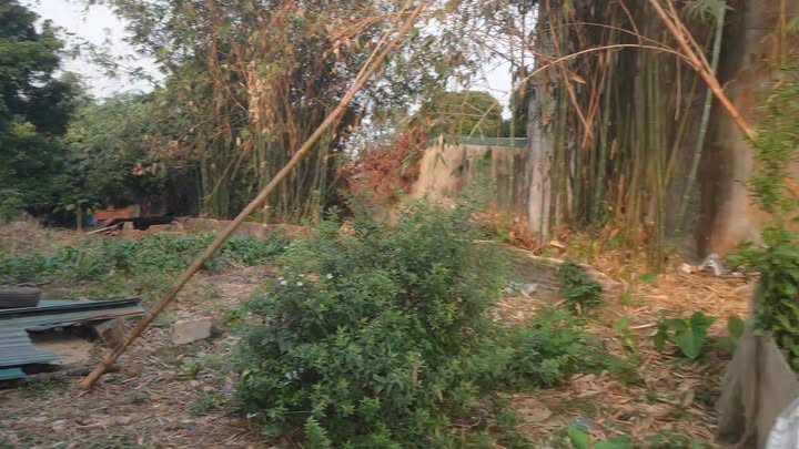 Đất Vườn Khai Quang Vĩnh Yên 1000m² - Nghỉ Dưỡng Lý Tưởng!