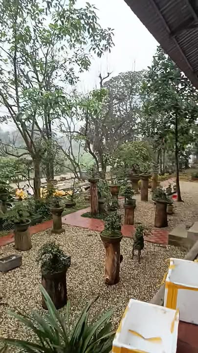 Đất vườn Thị trấn Phong Châu 6000m² - Sinh thái xanh, nghỉ dưỡng lý tưởng!