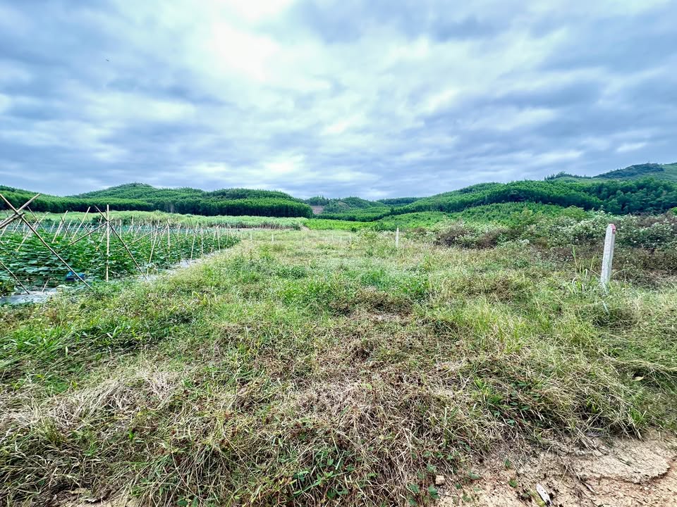 Đất Vườn Diên Xuân 500m² - Sổ Đỏ Sẵn Sàng, Giá Đầu Tư Chỉ 199 Triệu