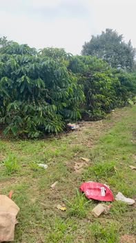 Đất vườn 1.8ha Liên Đầm, Di Linh 13.5 tỷ - Sổ đỏ, nghỉ dưỡng lý tưởng!