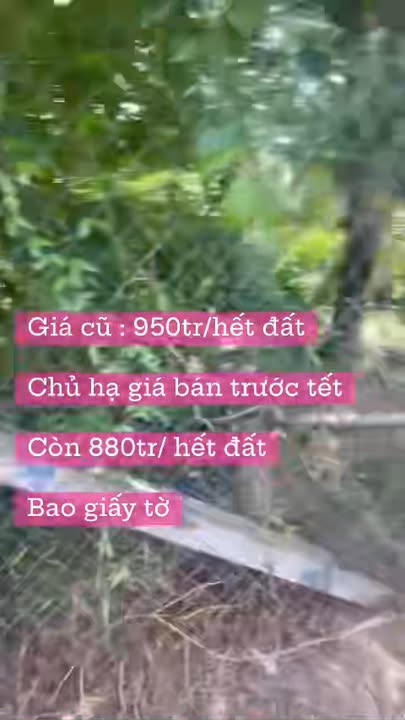 Đất vườn Tân Hội Cai Lậy 1300m² giá 880 triệu - Nghỉ dưỡng lý tưởng!