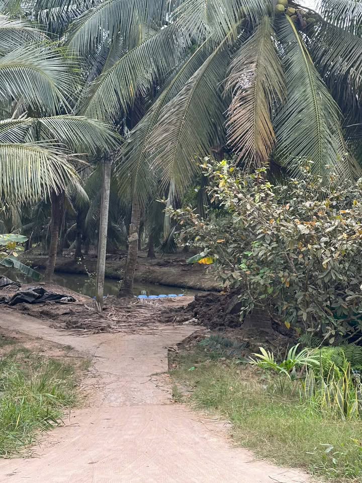 Đất vườn Thạnh Phú 6290m² - Sổ đỏ, thu nhập cao!