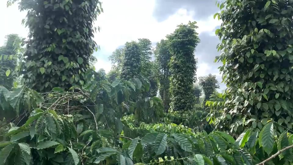 Đất vườn Xã Hòa Khánh, Buôn Ma Thuột 1800m² - View thiên nhiên tuyệt đẹp!