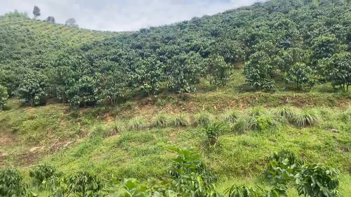Bán gấp rẫy cafe 3ha Đắk Nông - Sẵn sàng canh tác nông nghiệp sạch