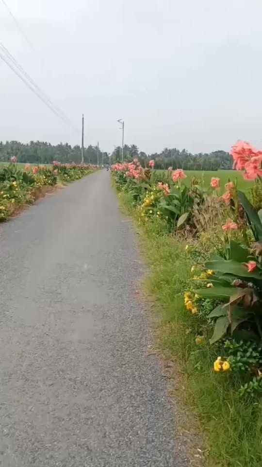 Đất Nền Mặt Tiền QL54, Trà Vinh - 1000m² Giá 1.9 Tỷ - Sổ Đỏ Sẵn Sàng