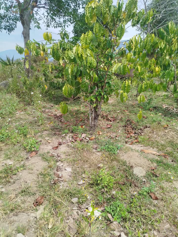 Đất nền Đạ Tông, Đam Rông 4000m² giá 650 triệu - Tiềm năng tăng giá