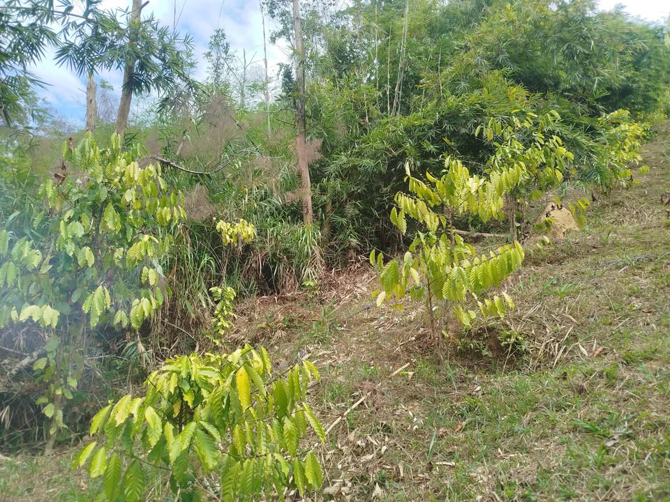 Bán đất Đam Rông Lâm Đồng 3.600m² giá 300 triệu - Tiềm năng tăng giá