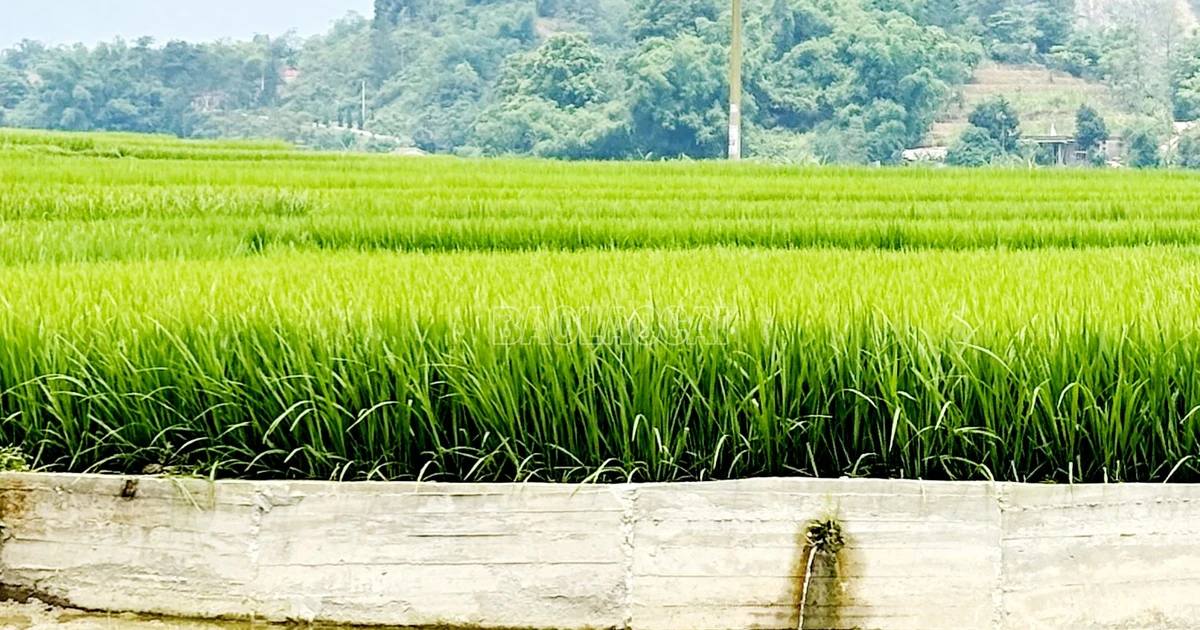 Bán đất 500m² tại Bùi Thị Xuân, Quy Nhơn - Giá tốt hiếm có!