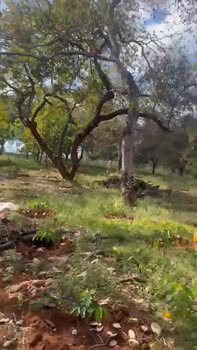 Bán Đất Vườn Đồng Phú 9ha Giá 10.8 Tỷ - Nghỉ Dưỡng Lý Tưởng!