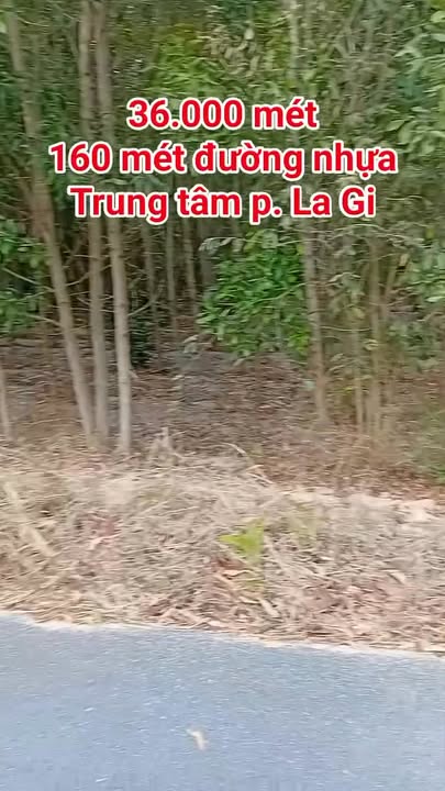 Đất Nông Nghiệp Bình Tân, La Gi 3.6 mẫu - Mặt tiền đường to ô tô!