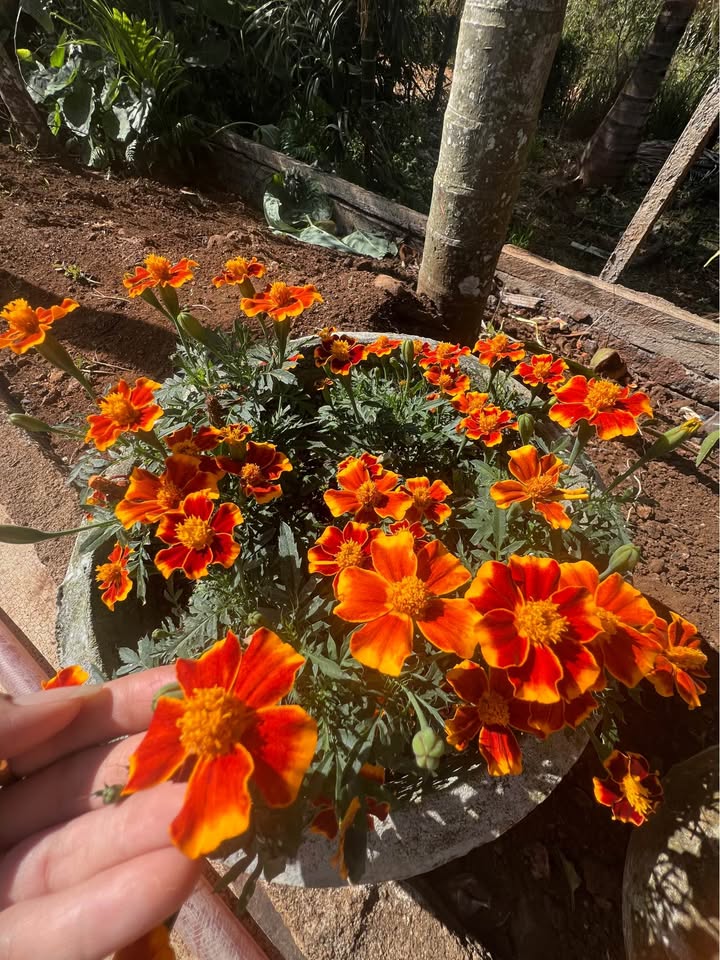 Đất nền Vũng Tàu 84m² giá 599 triệu - Đường to ô tô vào tận nơi!