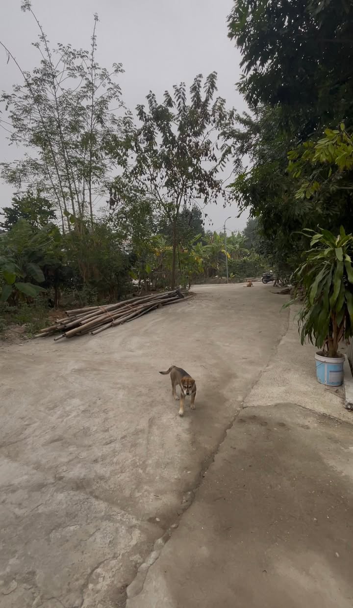 Đất Vườn 220m² Phường Gia Cẩm, Việt Trì - Giá Tốt, View Đẹp