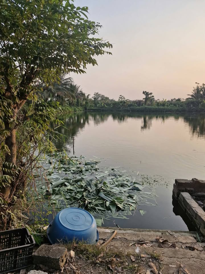 Đất Vườn Bỉm Sơn 6867m² Giá 1.5 Tỷ - Nghỉ Dưỡng Lý Tưởng!