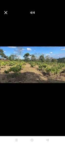 Đất Vườn Buôn Ma Thuột 3400m² - View Suối, Bao Tưới, Giá Tốt