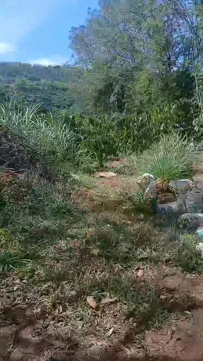 Đất Nền Di Linh Lâm Đồng 15.812m² - Sổ Hồng Riêng, Giá Đầu Tư 3.9 Tỷ