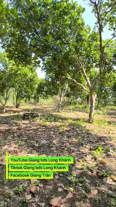 Bán đất Phường Bảo Vinh Long Khánh 1100m² giá 1 tỷ - Nghỉ dưỡng lý tưởng!